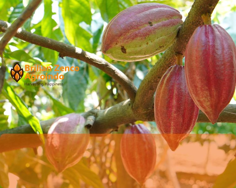 About PT Brilian Zenco Agroindo Cocoa Services